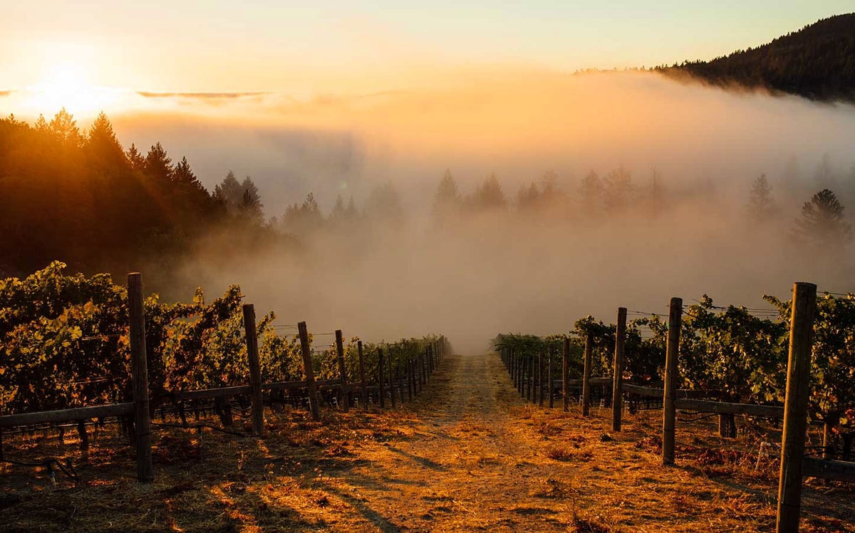 RUDD ESTATE – CultWine