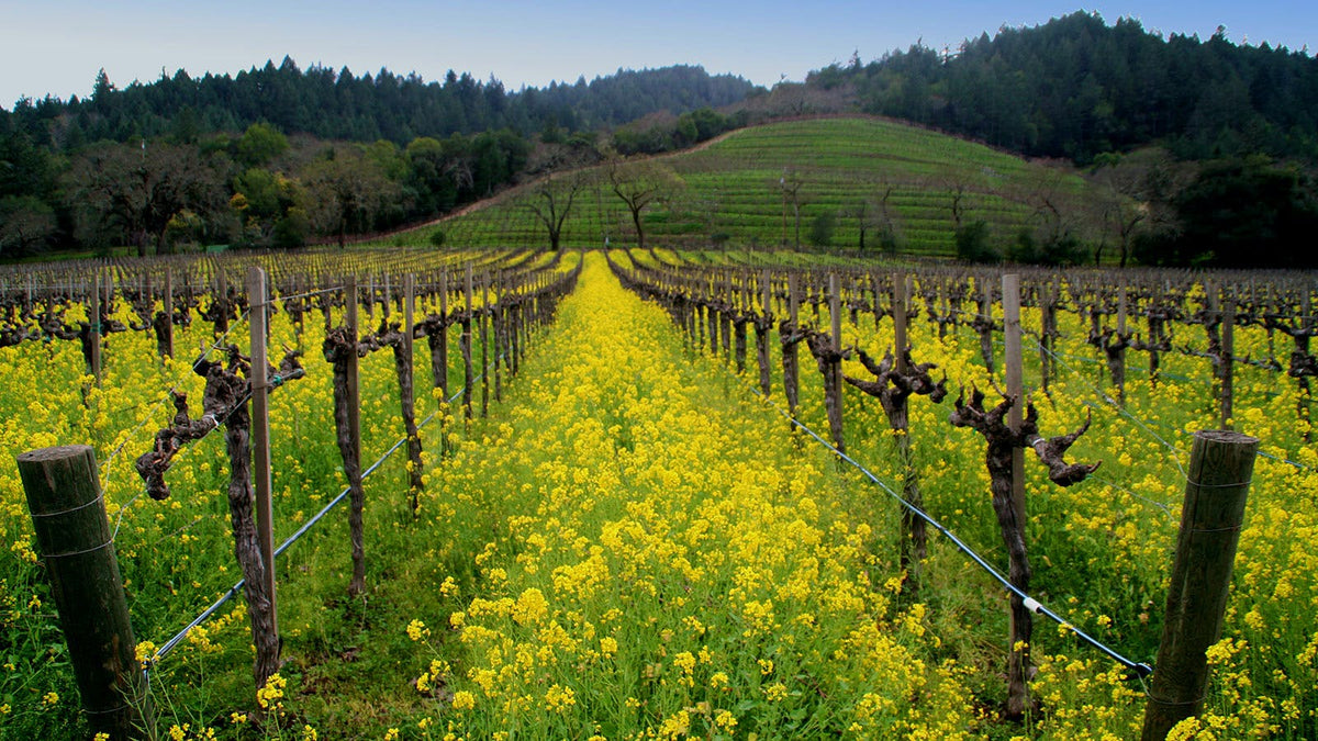 Detert DETERT FAMILY VINEYARDS – CultWine
